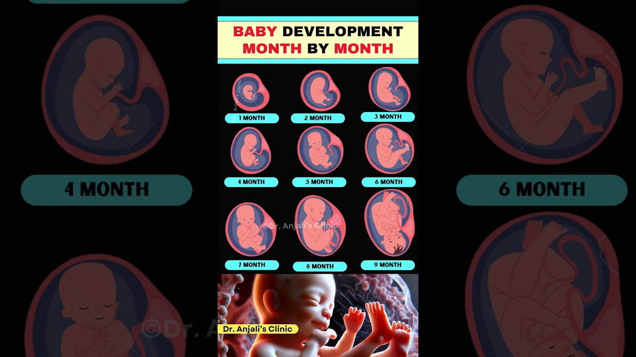 Month by Month Baby Development | What’s Happening Inside? #pregnancy #shortsvideo #baby #health