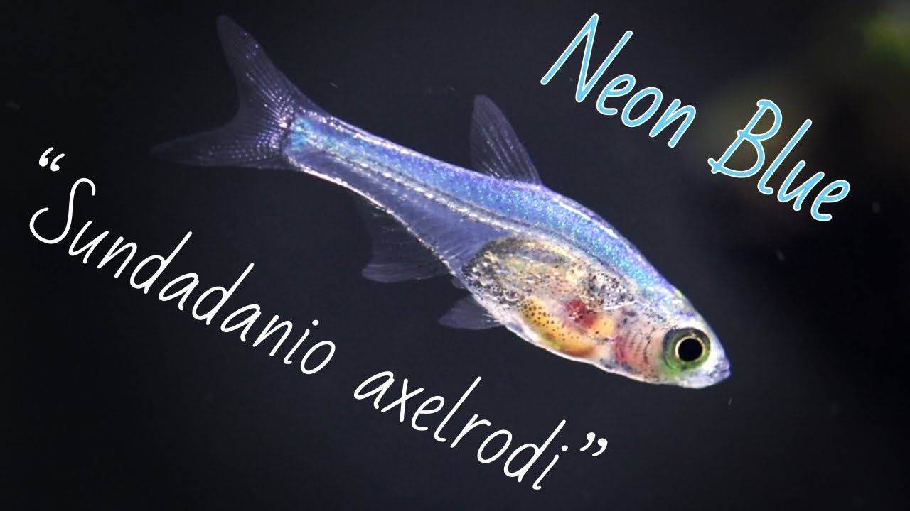 Sundadanio axelrodi - Neon Blue Rasbora (Species Spotlight)