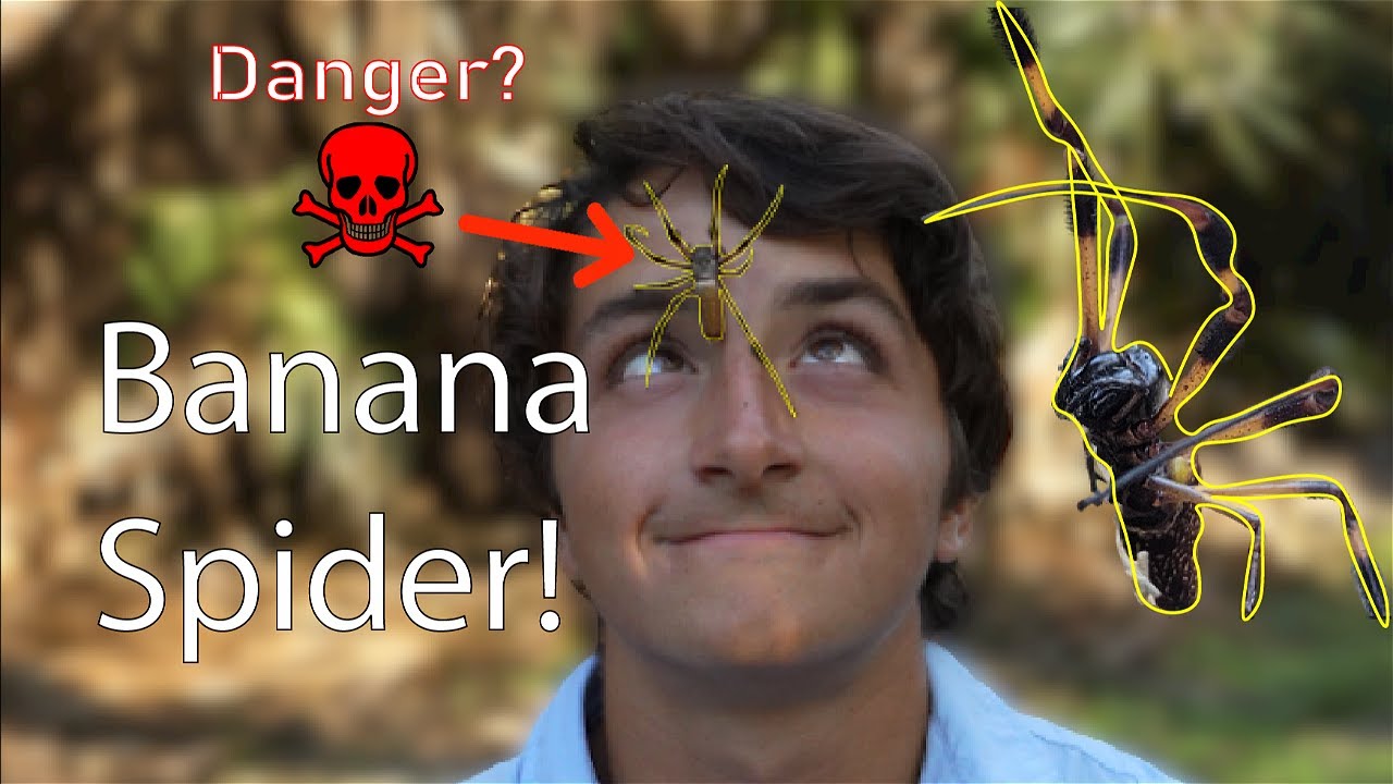 The Banana Spider: Everything You Need To Know! (Golden Silk Spider Enocunter!)