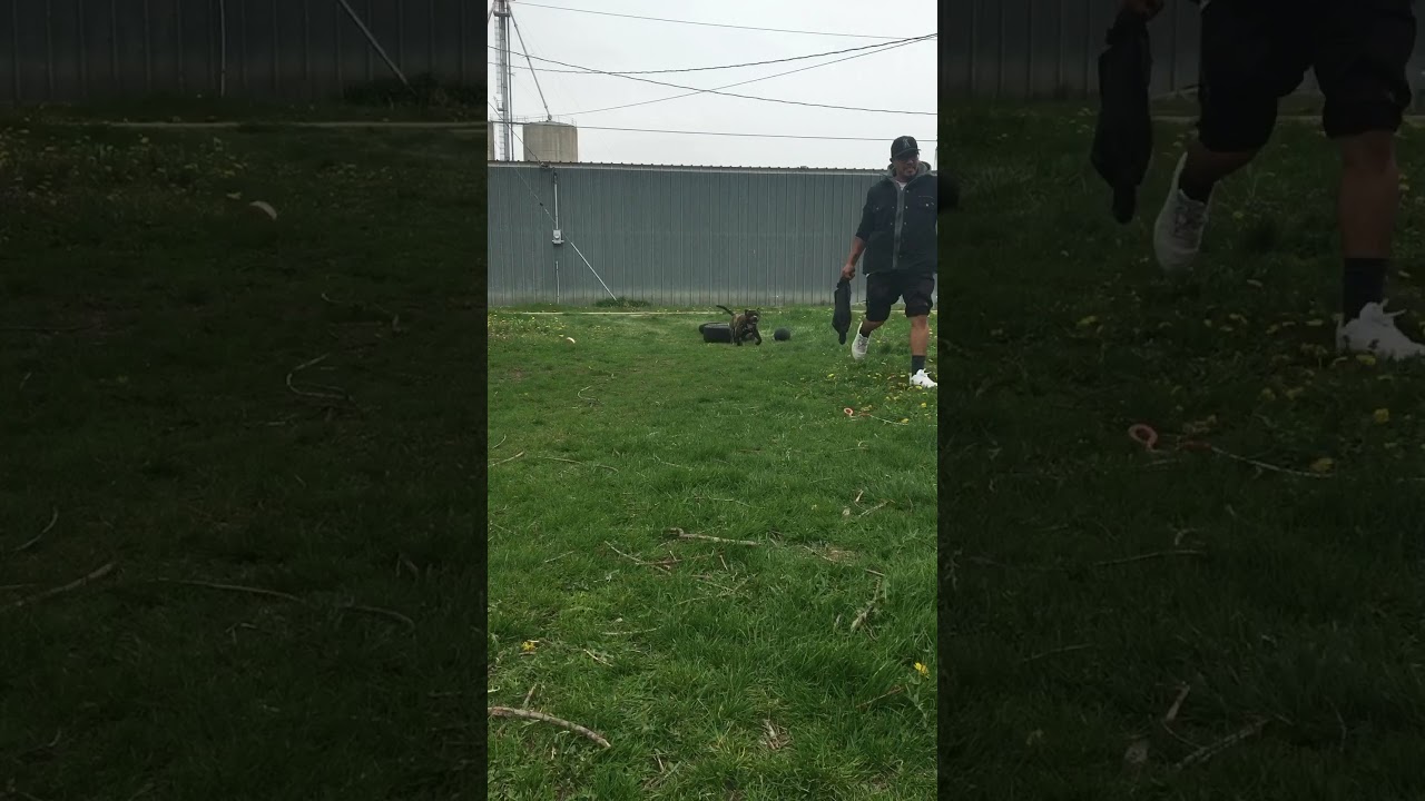 American pit bull brindle dad and mom red nose...