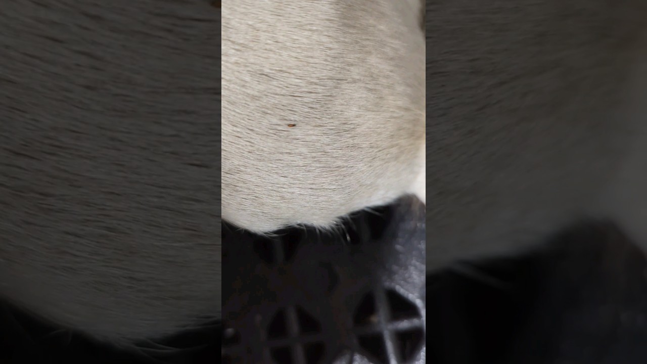 Them fleas just trying survive in this economy too. #dogbath #dog #flea #tutorial #doggroomer