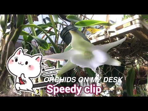 SPEEDY ORCHID SHORT VIDEO #short #orchidsonmydesk #speedyshort #paphSaintSwithin