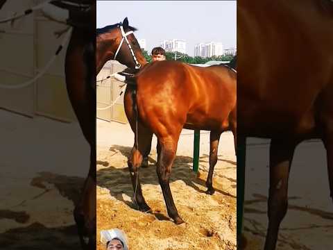 #horse #equestrian #animals #cowboys #automobile #meeting #hoursepower #shortvideo