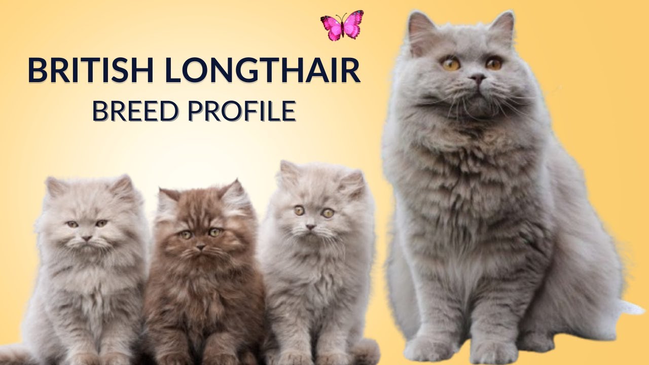 British Longhair Cat Breed Profile History - Price - Traits - Grooming Needs - Lifespan