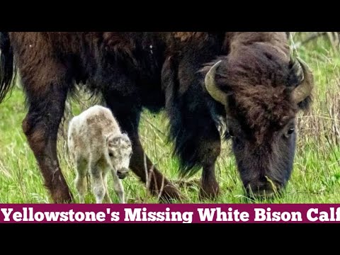 Yellowstone’s mystical white bison calf — which prophetizes prosperity — is missing