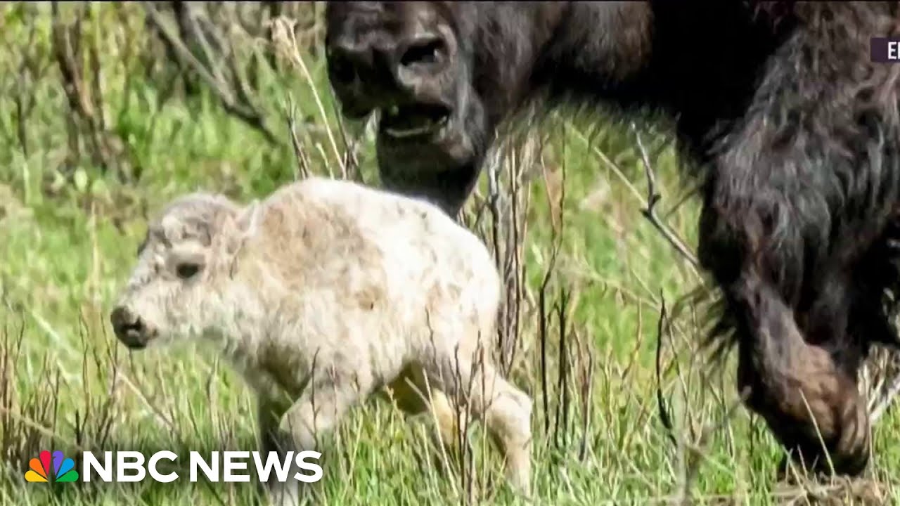 Celebration of rare white bison birth in Yellowstone comes with a warning