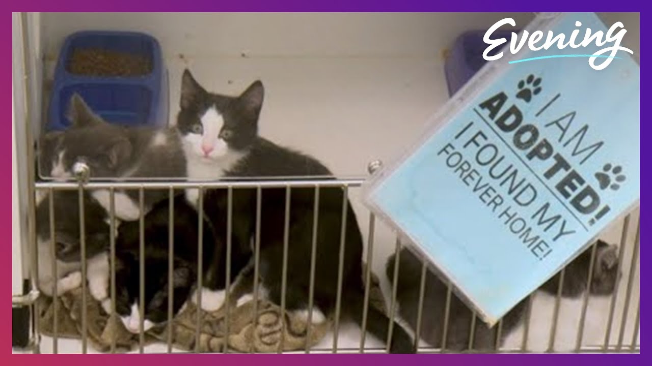 Kitsap Humane Society has been helping people and pets since 1908 - 2022's Best