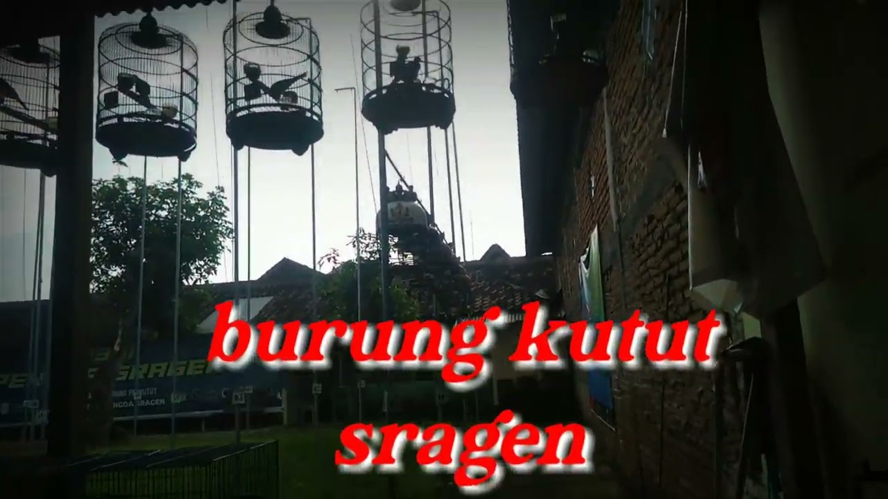 #burungperkututsragen.  #vlog di kandang ternak perkut