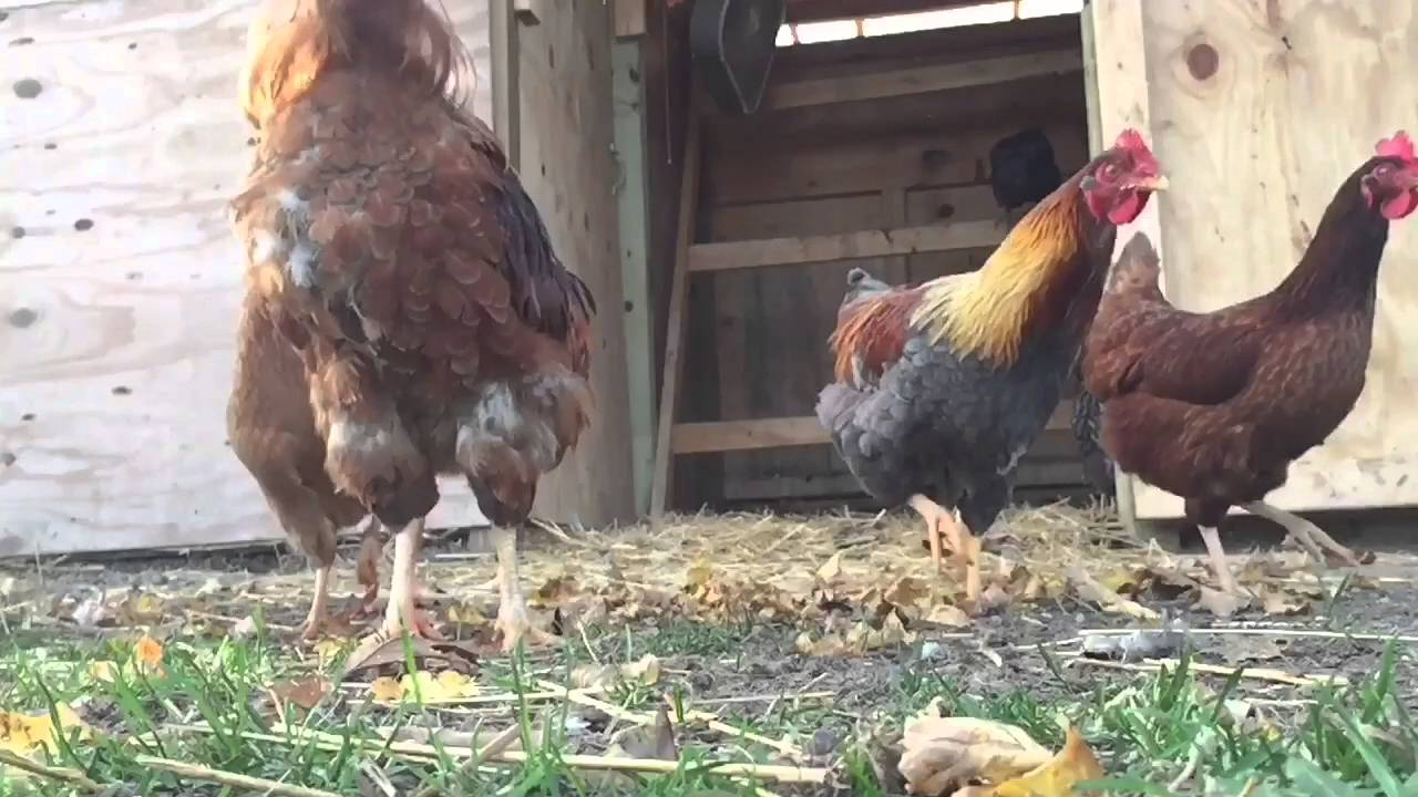 Good Day Farm