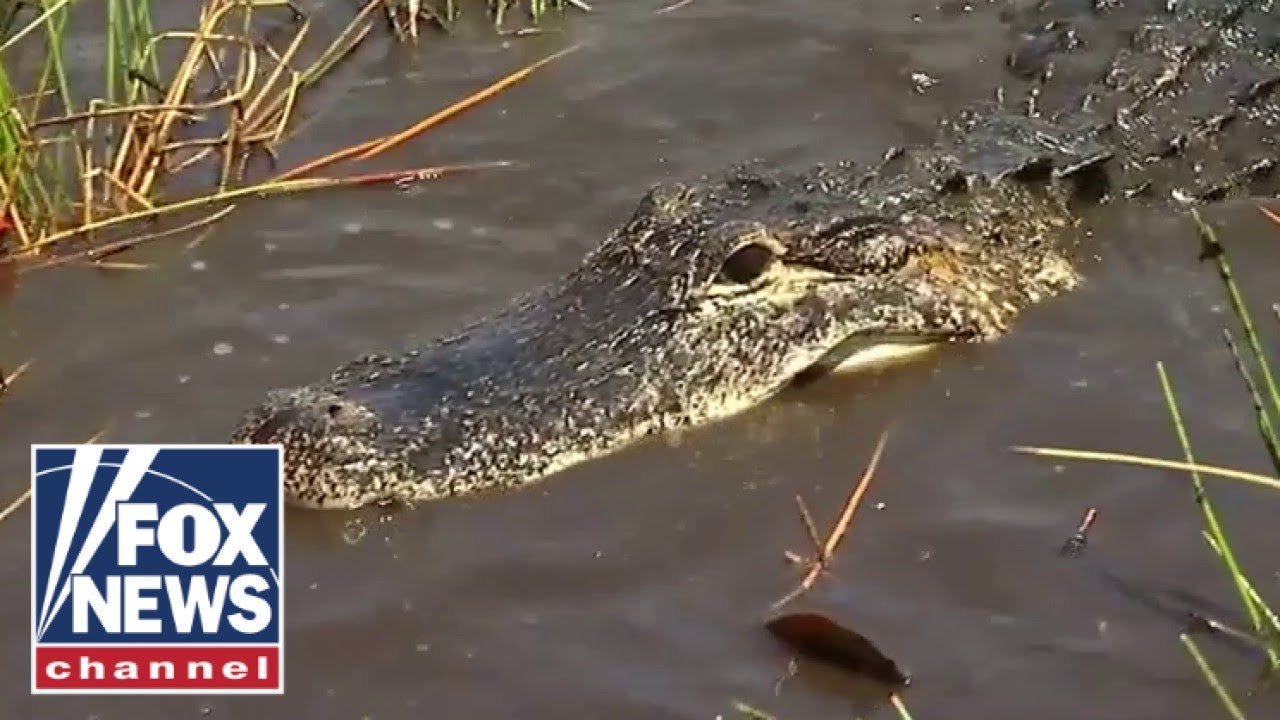 ‘Watch out’ for alligators after canoer killed, warns wildlife biologist