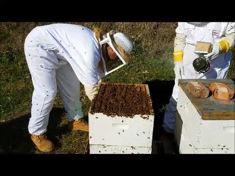 How to get your honey bee hives ready for winter 2024 - 2025
