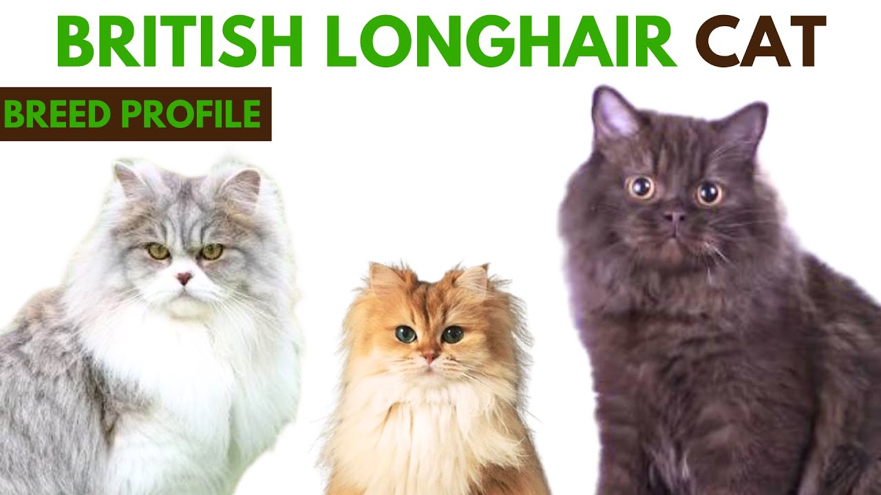 British Longhair Cat Breed Profile History - Traits - Price - British Longhair Cat Grooming Needs