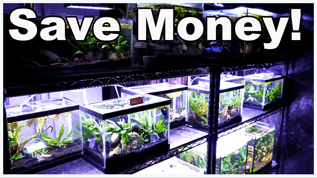 The BEST Budget Aquarium Stand and It Will Hold up to 1400lbs!