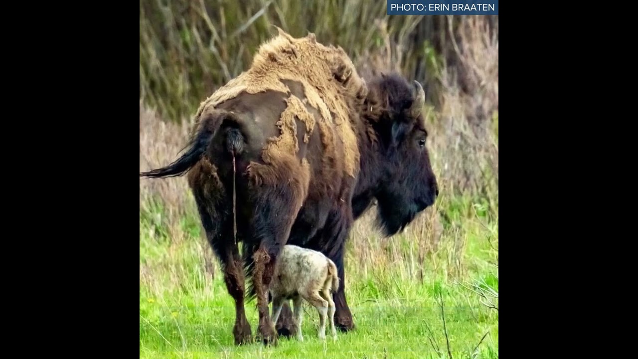 Rare white bison calf in Yellowstone National Park