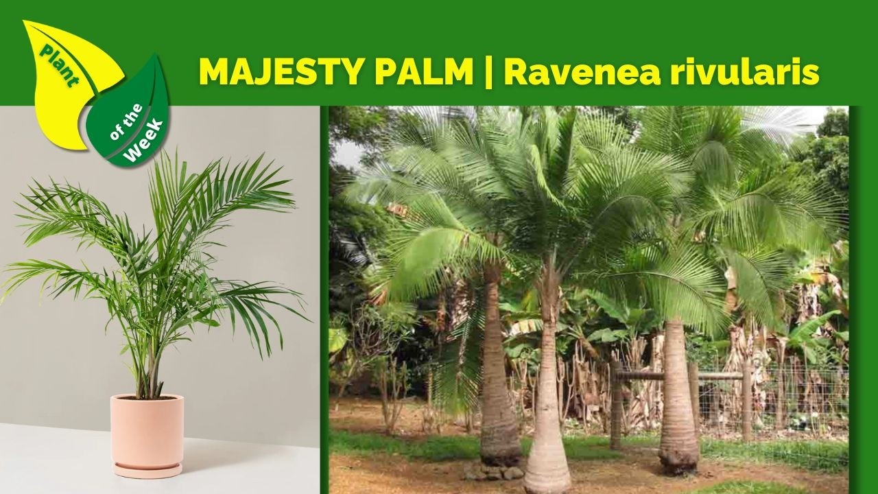 Majesty Palm | Ravenea Rivularis | Tropical Plant for Indoors or Outdoors